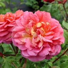 Seedling rose 