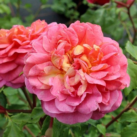 Seedling rose "Christopher Marlowe", tube, spring 2025