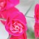 Soap roses, three -color, set of 6 pcs.