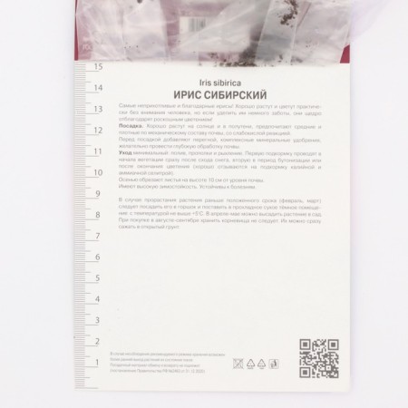Iris Siberian Drink Yo Ti, Rr. I, 1 pc, Spring 2025-2