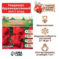 Гладиолус Крупноцветковый "First Blood", р-р 8/10, 7 шт ,