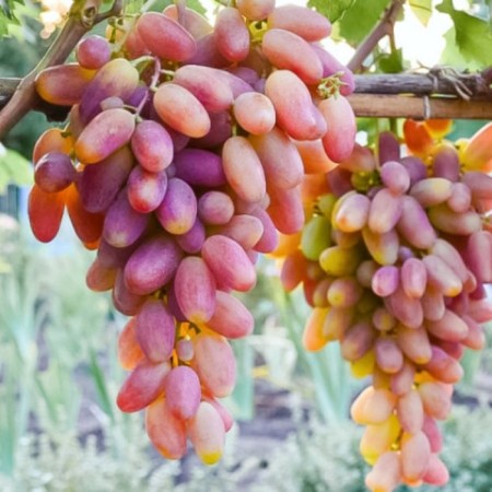 Grape seedling "Transfiguration", 1 pc, spring 2024