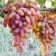 Grape seedling "Transfiguration", 1 pc, spring 2024