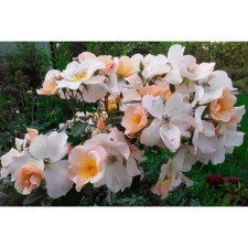 Seedling rose muskuh hybrids 
