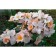 Seedling rose muskuh hybrids "Sally Holmes", tube, 1 pc, spring 2025