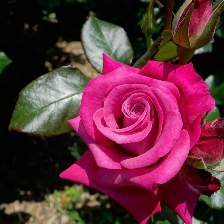 Seedling rose "Rhodes", tube, spring 2025
