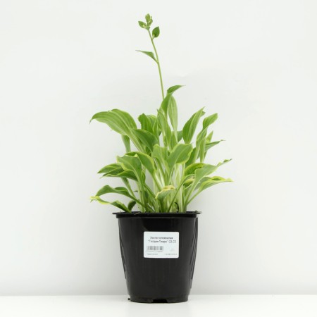 Host -headed "Golden Tiara", pot C3, 1 pc, Spring 2024-2