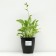Host -headed "Golden Tiara", pot C3, 1 pc, Spring 2024