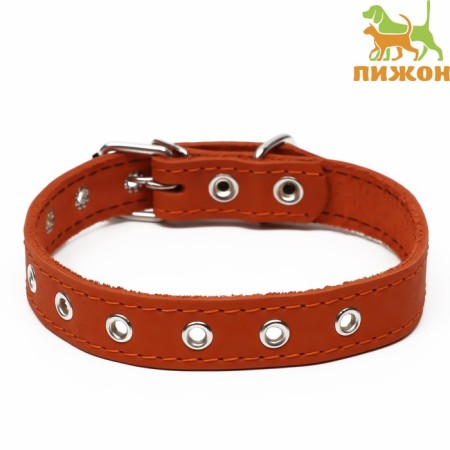 Collar leather single-layer, dimensionless, 56 x 2.5 cm, Osh 17-44 cm, orange