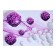 Picture on the canvas "Violet Hortens" 50*70 cm