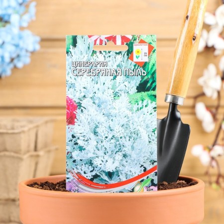 Flowers of Cineraria "Silver Dust", oh, 100 pcs