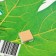 Decoration on the adhesive tape "Maple leaf" Green, 18x18 cm