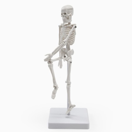 Model "Human Skeleton" 22cm-5