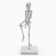 Model "Human Skeleton" 22cm