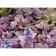 Tousing creeping "Atropurpurea", pot C2, 1 pc, Spring 2024