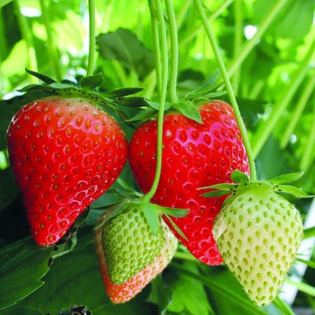 Strawberry Garden Fevori (Favorite), P9 pot, 1 pc, summer 2024