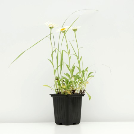 Alpine Astra "Weiss", P9 pot, 1 pc, spring 2024-1