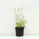 Alpine Astra "Weiss", P9 pot, 1 pc, spring 2024