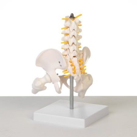 Lumbar spine "Lumbar spine, hip joint" 23*12*12cm-2