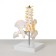 Lumbar spine "Lumbar spine, hip joint" 23*12*12cm