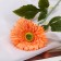 Artificial flowers "Terry Astra" 46x10 cm, orange
