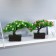 Bonsai in the pot "Tree of Life" 11,5x15 cm, mix