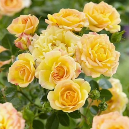 Fayeri Yellou soy cover rose, C3.5 pot, H15-25, 1 pc, summer 2024