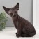 Figure "Kitten Sphinx" 22 x 10 x 21 cm.