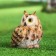 Garden figure "Eagle owl" 13x11x14cm