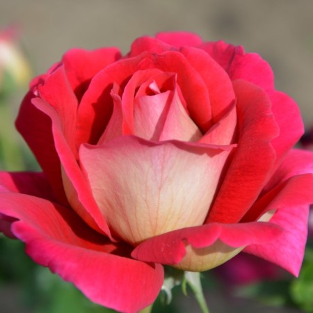 Seedling rose "Kronenburg", tube, spring 2025