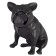 The muzzle is an integral scene for small breeds of dogs (French bulldog)