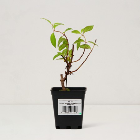 Saphenet Hermses "Pan. Bombshell", P9 pot, summer 2024-2