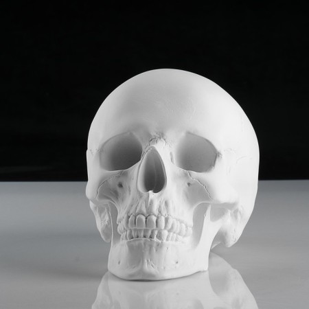 Anatomical gypsum figure: anatomical skull, 14.5 x 22 x 16.5 cm-1