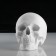 Anatomical gypsum figure: anatomical skull, 14.5 x 22 x 16.5 cm