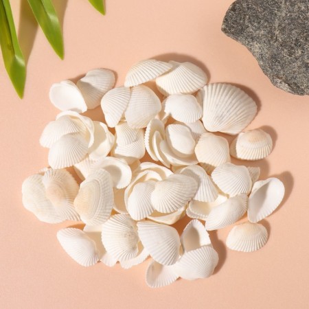 Natural decorative shells "White" set of 100 grams