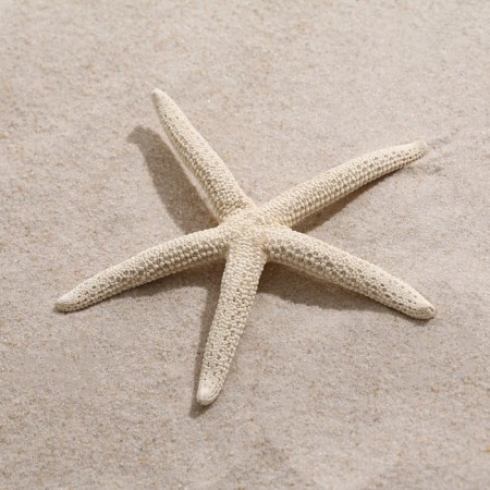 Sea star decorative, 10-16 cm