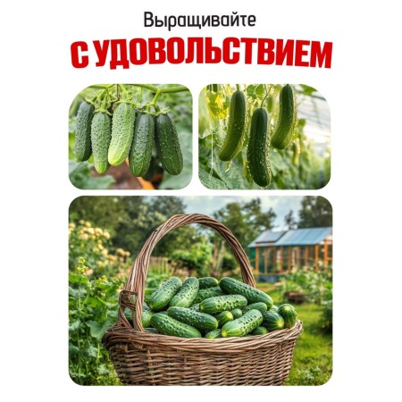 Set of seeds Early Self -Self -pollinated cucumbers-8