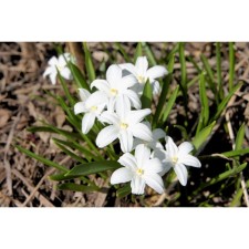Хионодокса Люции Альба, 5/6 р-р, 10 шт, 15 h(см), Осень 2024