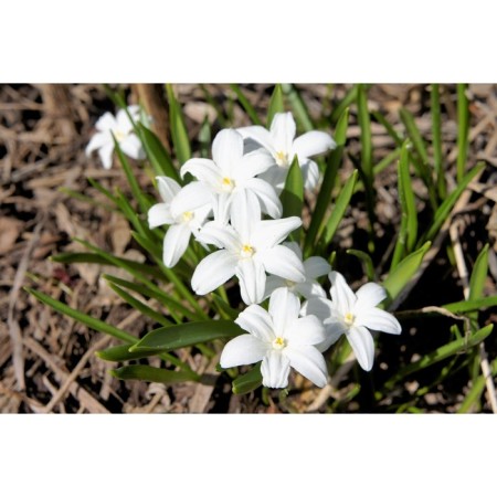 Hionodox Lucia Alba, 5/6 rr, 10 pcs, 15 h (cm), autumn 2024