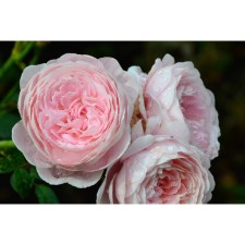 Sahenian Rosa Cordes Floribunda 