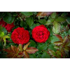 Seedling rose Floribunda 