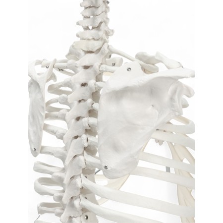 Lumbar spine "Luminer, hip joint" 40*26cm-6