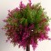 Bonsai in the pot of "leaflets-peaks" 20 cm, mix
