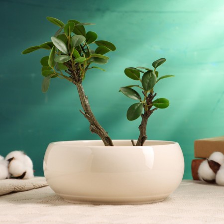 Kashpo - Bonsai "Mira" white, 18x18x7cm
