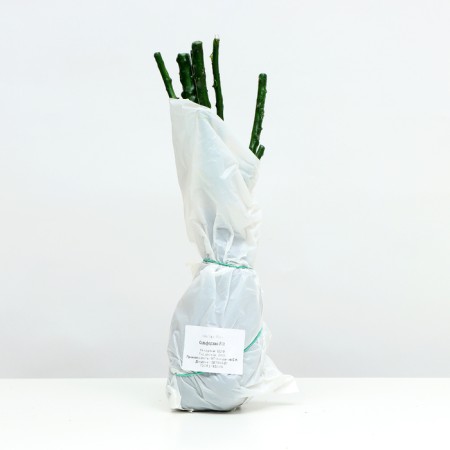 Rosa Solfezhio, Spring 2024, 1 pc.-3