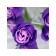 Soap roses, three -color, set of 6 pcs.