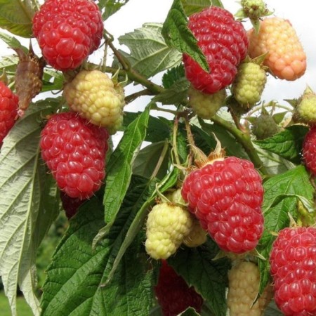 Seedling raspberry patricia, large -fruited variety, pot of P9, summer 2025