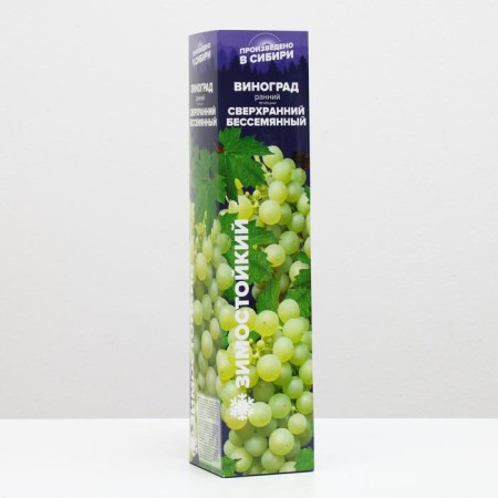 Grape seedling Superranced Bessemankary Spring 2024, 1 pc.