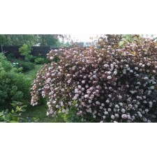 Bubblebridge Kalinolite Samme Vine, C3 pot, H10-50 height, 1 pc, summer 2024