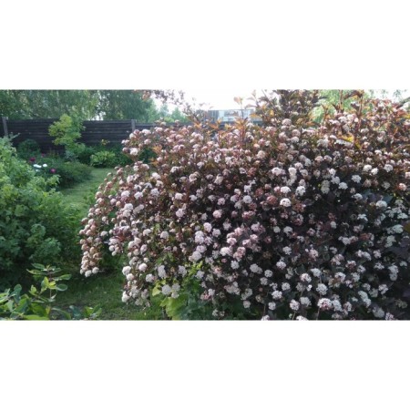 Bubblebridge Kalinolite Samme Vine, C3 pot, H10-50 height, 1 pc, summer 2024